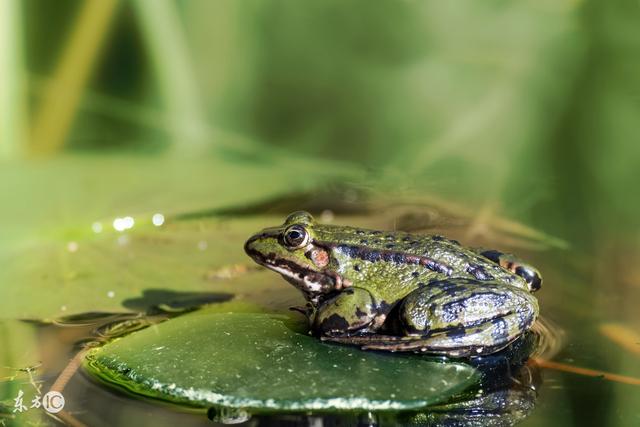 在树林里养殖林蛙前景如何？林蛙有什么用，养林蛙能不能挣钱