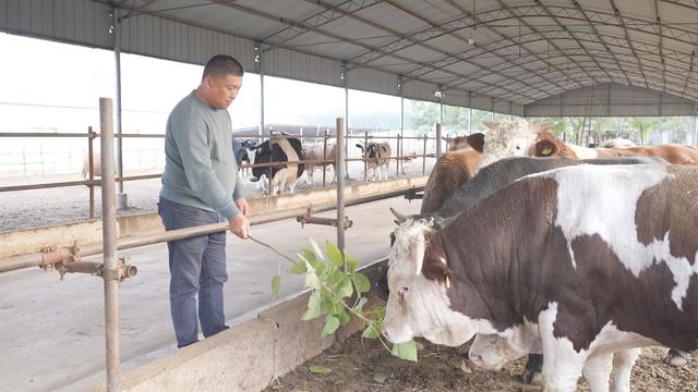 【乡村振兴】扶沟：特色肉牛养殖引领群众“犇”富路