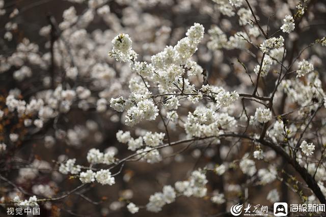 济南发布“特色林果”赏花地图 10余种花、40处赏花地等你来赏