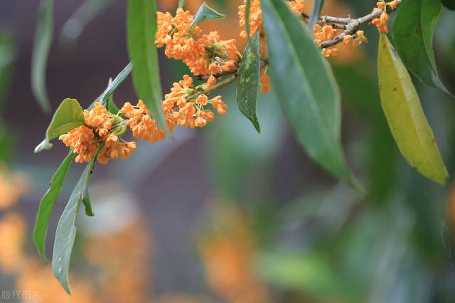 庭院桂花怎么养？教你5个种植方法，花开百朵满院香