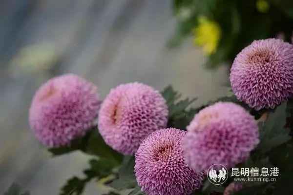 来花仙子花园，走进遍地鲜花的童话世界