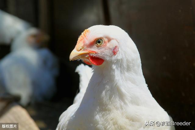 构树叶在猪、鸡养殖中的应用，长势快、肉质鲜、降成本、提收益