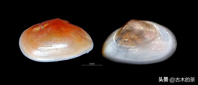 彩虹明樱蛤的生物学特性和养殖技术