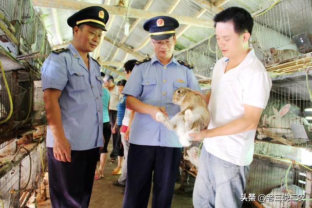 大舅哥真厉害！教我养“名门贵族兔”，一年繁殖4次，年入12万