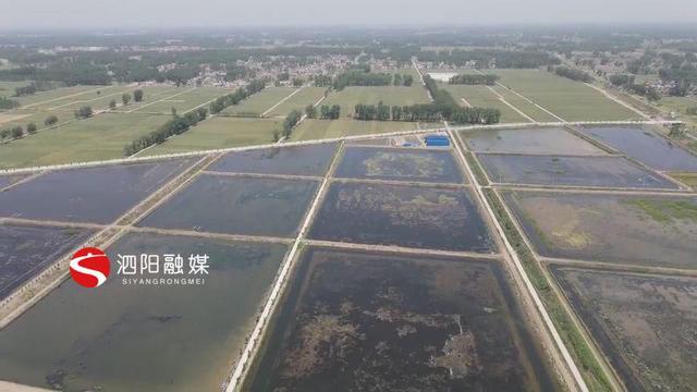 江苏省宿迁市泗阳：小龙虾大量上市基地迎来丰收季