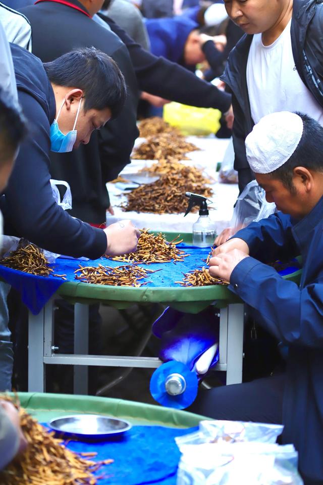 中国最大的冬虫夏草市场—西宁玖鹰虫草市场