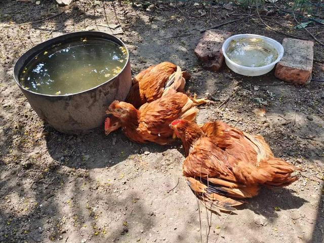 今年禽料“问题”频发，这六种状况养鸡户须高度警惕