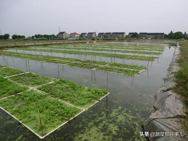 水芹种植费时费工又费力，一年只能种一茬？试试套养泥鳅新技术，优质又高产