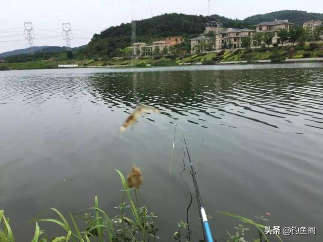 钓鳜鱼要牢记“三活”，只要方法得当，它比鲫鲤更好钓