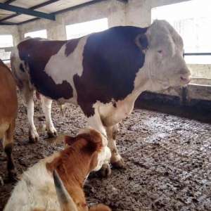 肉牛养殖场制度(西门塔尔牛养殖场基地)