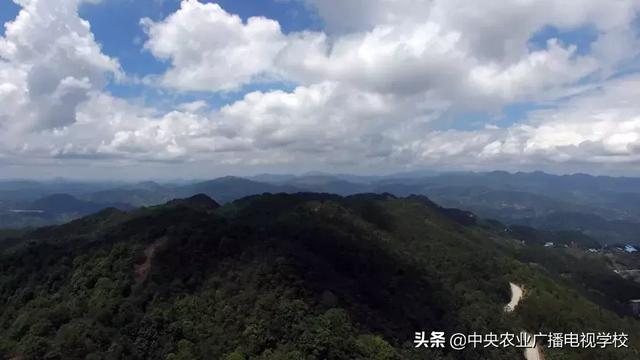 【农广天地】矮树上结出香甜的果、跨界才子养出善飞的鸭