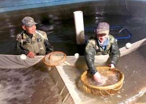 武汉养殖黄鳝(不误农时不负春  武汉蔡甸护航“水产”稳增收)