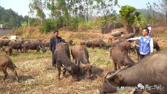 广西苍梧：“六堡茶”香飘千年 旺甫牛肉鲜四方