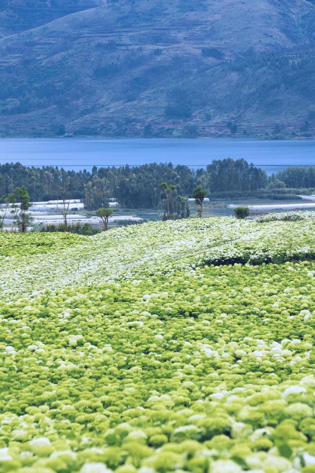 南国山花：全国活体种类最多的蔷薇属植物保育基地