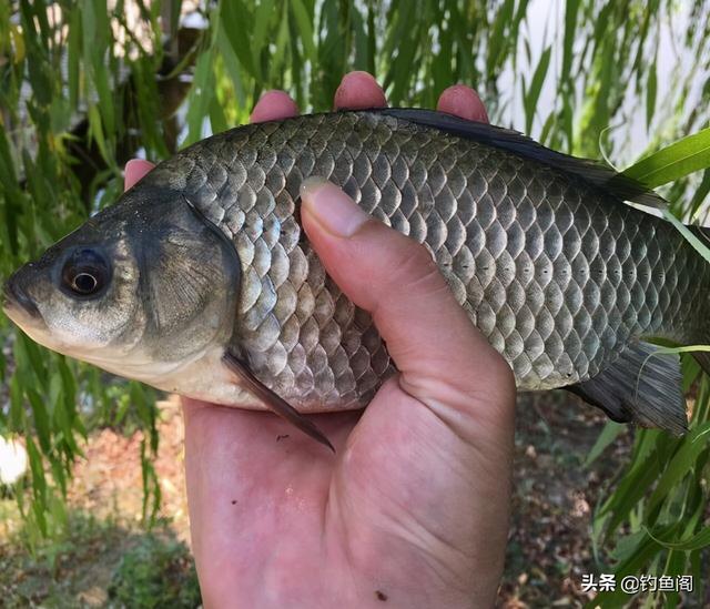 土鲫真的长不大？用这种笨办法，立刻区别土鲫、银鲫和工程鲫