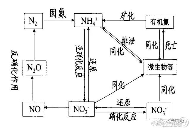 水产养殖中常见的解毒剂种类和特点