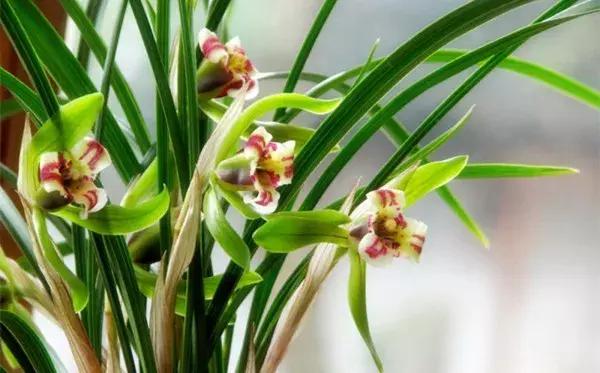 学会这么给花浇水，花长的更旺盛