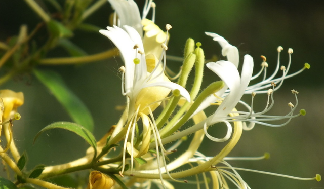 金银花好看又实用，如何种植好金银花？