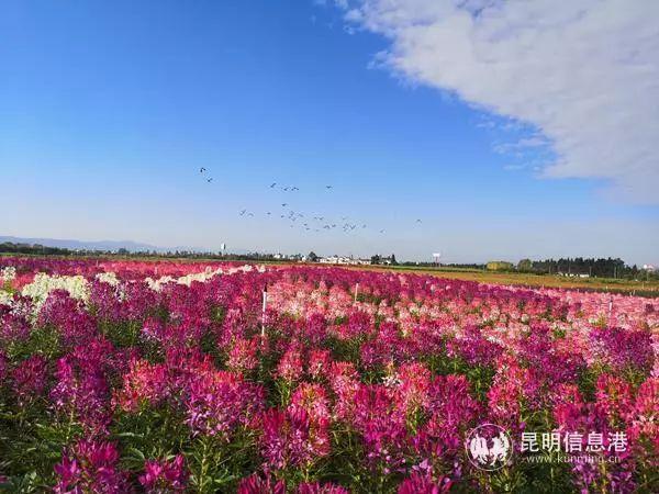 来花仙子花园，走进遍地鲜花的童话世界