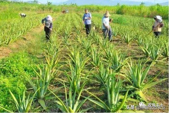 对不起，那些挣大钱的“致富经”项目我已经不信了