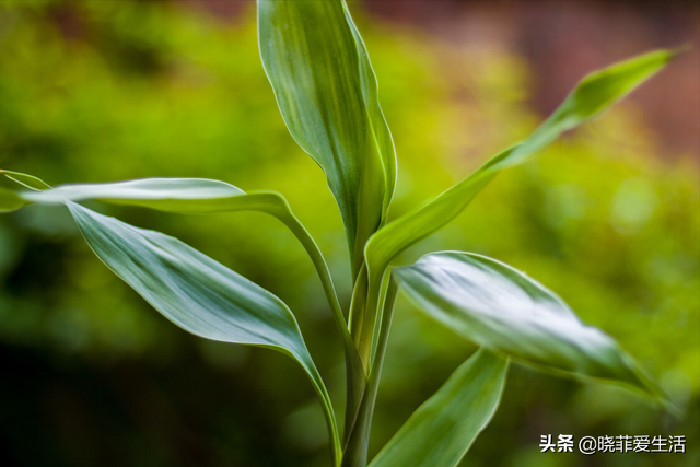 4种“财运竹”，养在客厅，富贵长寿“节节高升”