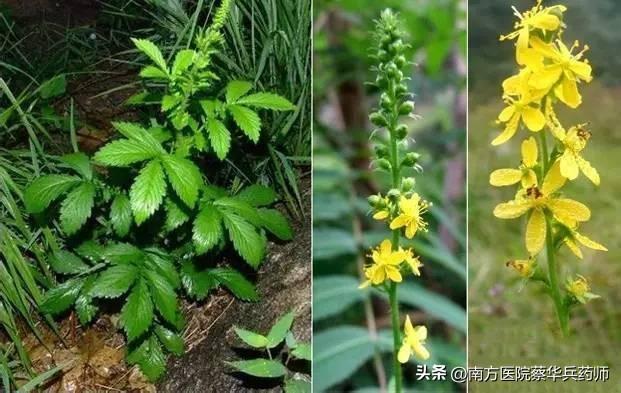 草名龙芽、药名仙鹤：上补肺肝脾，中能消积，下止泻痢，还能止血