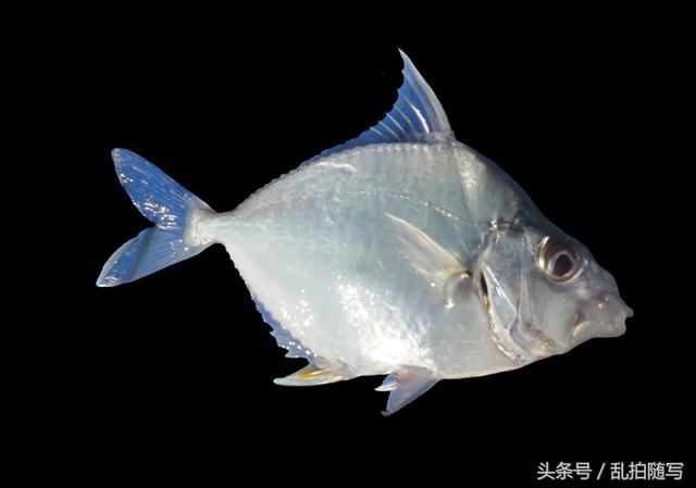 深圳周边海域生物（79）：食用鱼（9）-短鳍油鱲仔