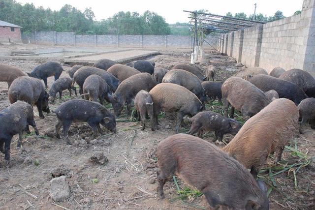 野猪养殖管理8要点，从种公猪种母猪到育肥饲喂