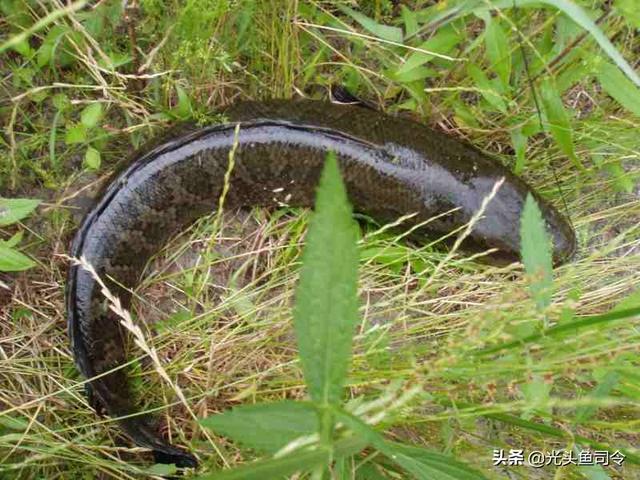 数米深的地下，干燥的泥土里挖出一条大黑鱼，为啥没被渴死饿死？