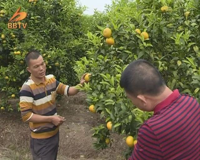 朱汝树：游子回乡当支书，强村富民有门路