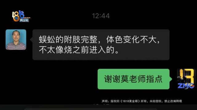 爆炒螺蛳吃出“蓝脚蜈蚣”，带有剧毒那种？记者科学求证