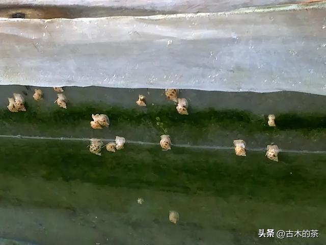 方斑东风螺生物学特性及养殖技术