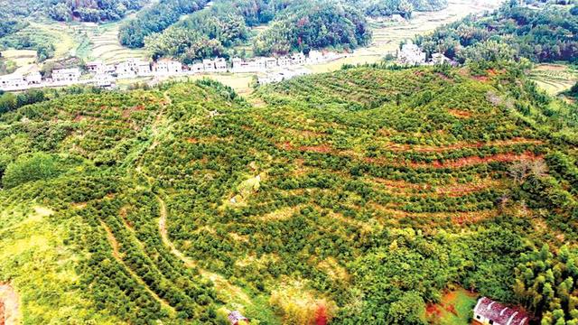 12年栽种油茶上万亩 金定武：誓将荒山变金山