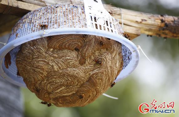 算算养殖“杀人蜂”的“生态账”