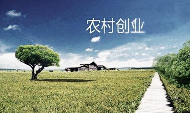 养殖土鸡的管理与效益，如何打破传统养殖，开创农村创业新项目！