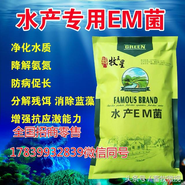 EM菌在水产养殖上大放异彩，你的鱼塘有没有这情况……