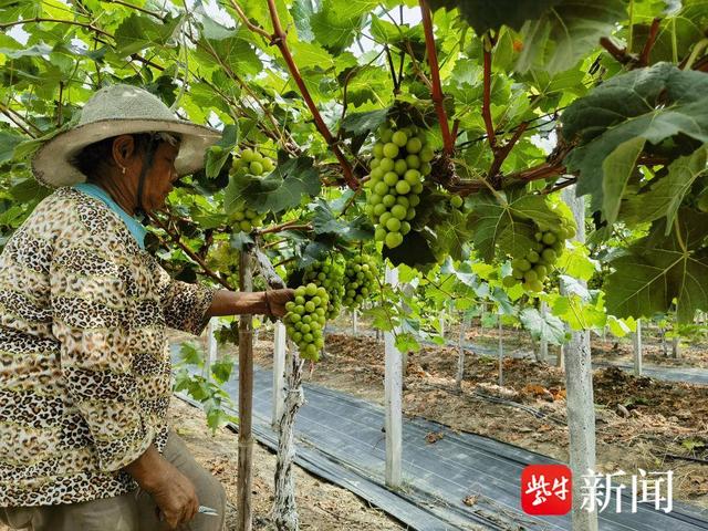 海安：“阳光玫瑰”缀满藤 “葡”就乡村振兴路