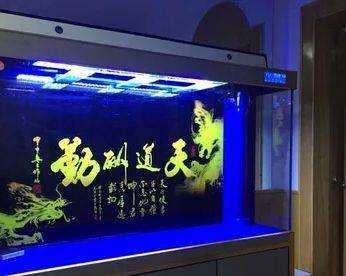 如何在水族箱里养锦鲤：需要的材料及布置（1）