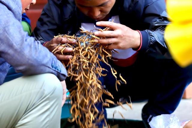 中国最大的冬虫夏草市场—西宁玖鹰虫草市场