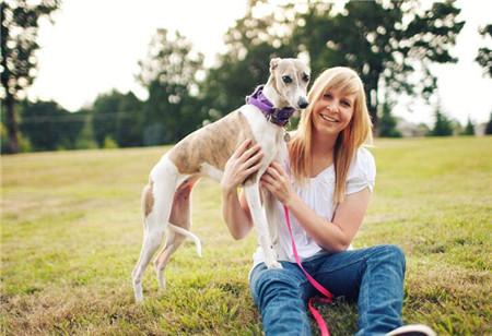 惠比特好养吗？惠比特犬幼犬要怎么饲养？