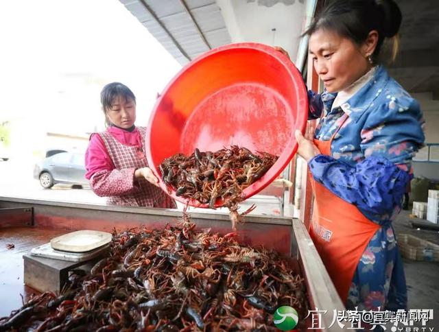 最是春好处 翠屏区育秧、捕虾正当时