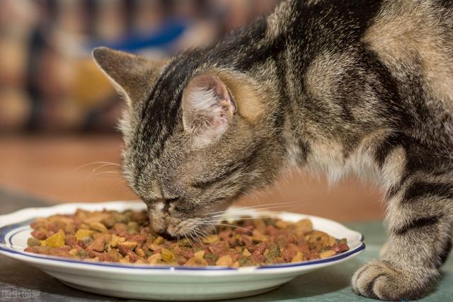 猫都是有灵性的，家猫的驯养与繁殖技术，建议收藏