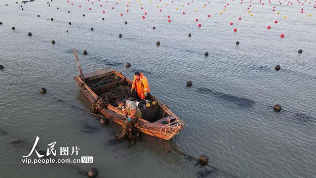 山东荣成：冬闲不闲 海上养殖管护忙