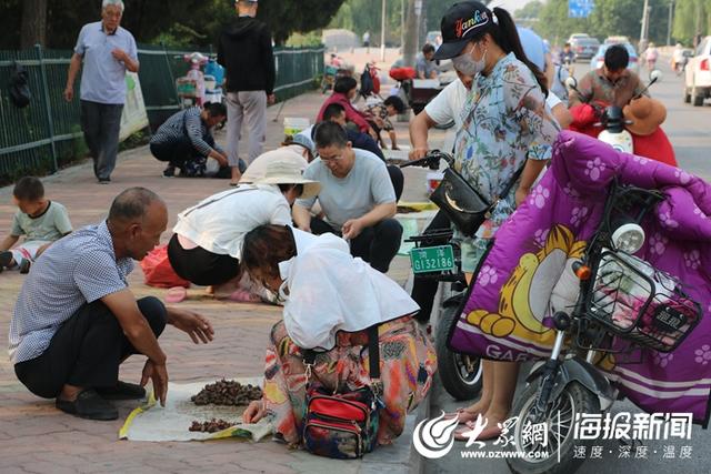 菏泽爬叉上市了！价格较去年略涨，还有人回乡“专业”摸爬叉...