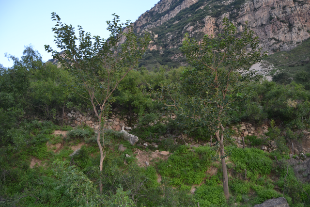 永济吴阎麻坪，高山之上进行养殖，村民收获颇丰