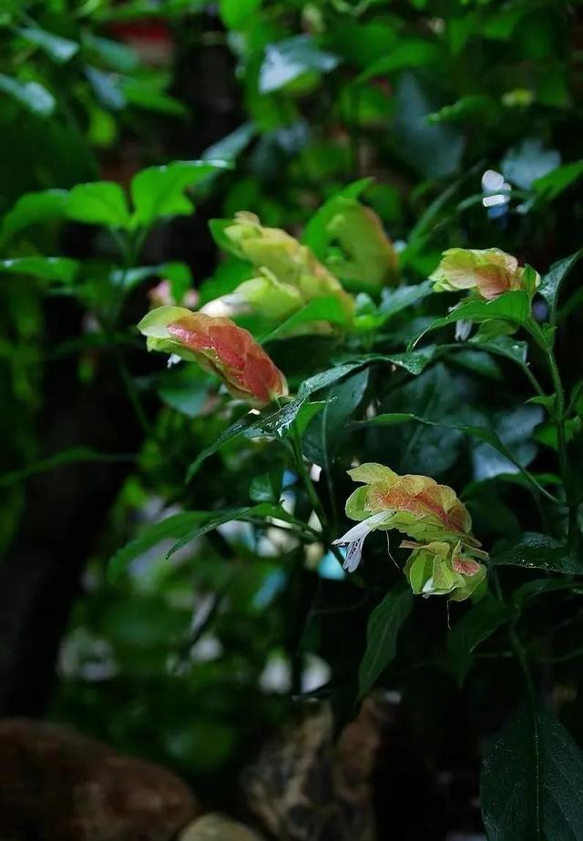 分享外形独特，花姿优美，色彩艳丽，层层叠叠的虾衣花