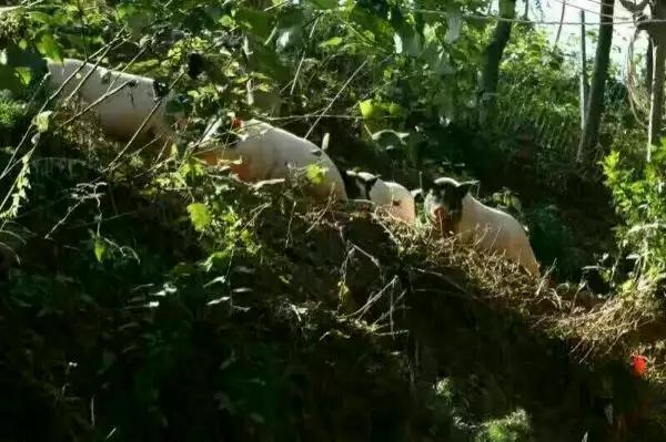 河南哪里有卖巴马香猪的？