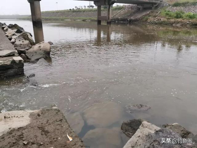 钓鳜鱼要牢记“三活”，只要方法得当，它比鲫鲤更好钓