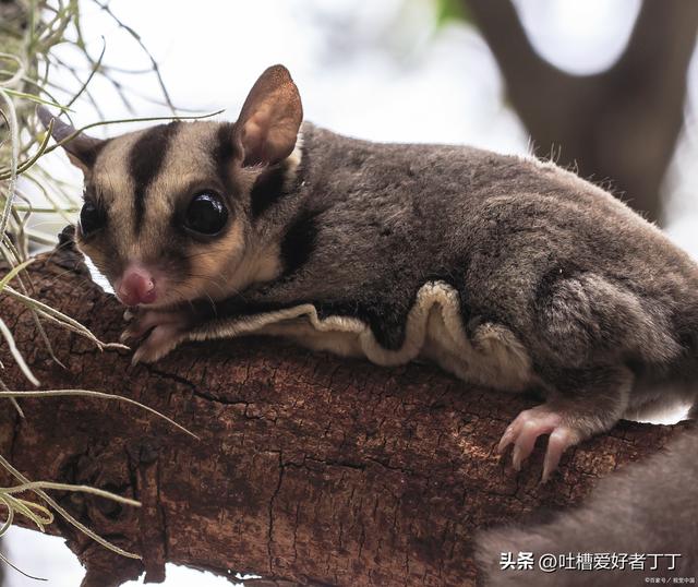 简单介绍下如何饲养蜜袋鼯？