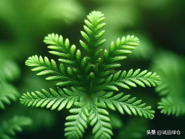 翠云草：一种美丽而有用的蕨类植物，如何在家里养殖？